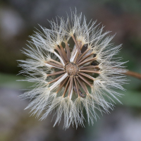 taraxacum_erythrospermum3md