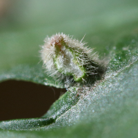 eriophyes_viburni_galle3md (Eriophyes viburni)