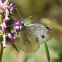 pieris_rapae6bd