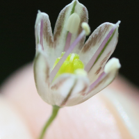 allium_oleraceum7md (Allium oleraceum)