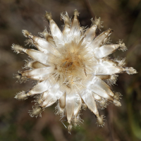 centaurea_scabiosa8md (Centaurea scabiosa)