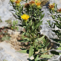 inula_spiraeifolia5md