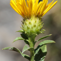 inula_spiraeifolia6md