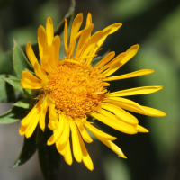 inula_spiraeifolia7md