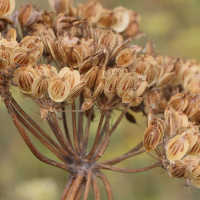 heracleum_sphondylium7md