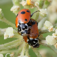 hippodamia_variegata9md