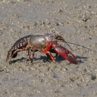 Procambarus clarkii (Écrevisse de Louisiane, Écrevisse rouge des marais)