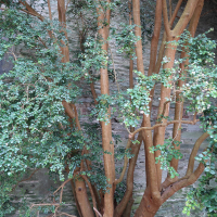myrtus_communis7md