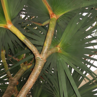 pandanus_montanus3md