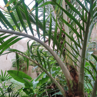 rhopalostylis_sapida4md (Rhopalostylis sapida)