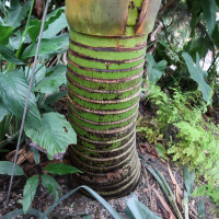 rhopalostylis_sapida5md (Rhopalostylis sapida)