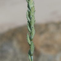 elytrigia_acuta2md (Elytrigia acuta)