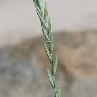 elytrigia_acuta3md