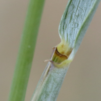 elytrigia_acuta4md (Elytrigia acuta)