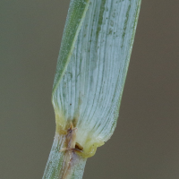 elytrigia_acuta5md (Elytrigia acuta)