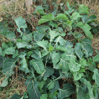 brassica_oleracea3md (Brassica oleracea)