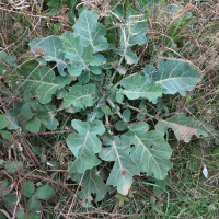 brassica_oleracea4md (Brassica oleracea)