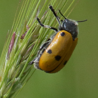 Lachnaia sexpunctata (Lachnée à six points)