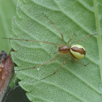 Neriene peltata (Araignée)