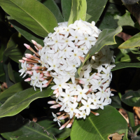 acokanthera_oblongifolia5md (Acokanthera oblongifolia)
