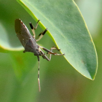 dicranocephalus_medius2bd (Dicranocephalus medius)