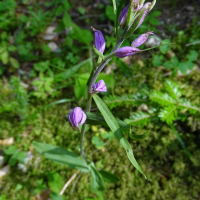 cephalanthera_rubra3mv (Cephalanthera rubra)