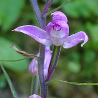 cephalanthera_rubra4mv (Cephalanthera rubra)