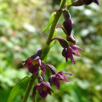 epipactis_atrorubens5mv (Epipactis atrorubens)