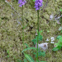 dactylorhiza_fuchsii6mv (Dactylorhiza fuchsii)