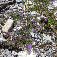 clinopodium_alpinum4mv (Clinopodium alpinum)