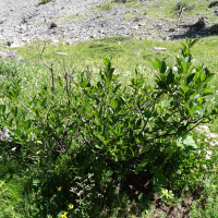 sorbus_chamaespilus3mv (Sorbus chamaespilus)