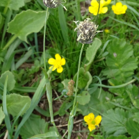 alopecurus_gerardii7mv (Alopecurus gerardii)