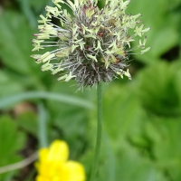 alopecurus_gerardii8mv (Alopecurus gerardii)