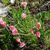 armeria_alpina5mv (Armeria alpina)