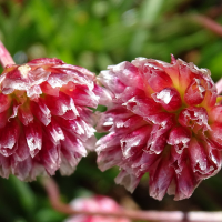 armeria_alpina6mv (Armeria alpina)