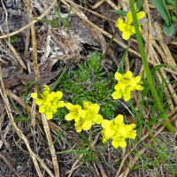 draba_aizoides6mv (Draba aizoides)