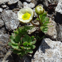 ranunculus_glacialis6mv