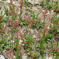 rumex_acetosa5mv