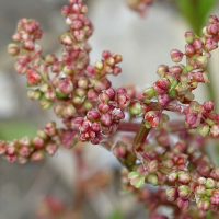 rumex_acetosa6mv