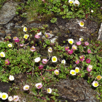 ranunculus_glacialis7mv