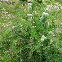 Astragalus alopecurus (Astragale queue de renard, Astragale centralpin)
