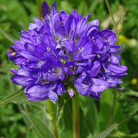 campanula_glomerata6mv (Campanula glomerata)