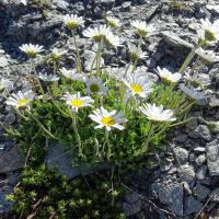 leucanthemopsis_alpina4mv