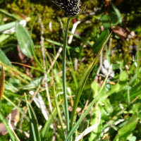 Carex parviflora (Laîche à petites fleurs)