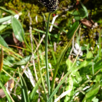 carex_parviflora1mv (Carex parviflora)