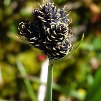 carex_parviflora2mv (Carex parviflora)