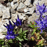 Phyteuma globulariifolium (Raiponce à feuilles de globulaire, Raiponce du Piedmont)