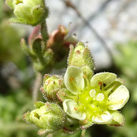 Saxifraga exarata (Saxifrage sillonnée)