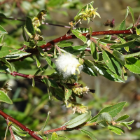 Salix foetida (Saule fétide)