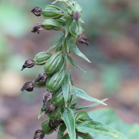 epipactis_helleborine9md (Epipactis helleborine)